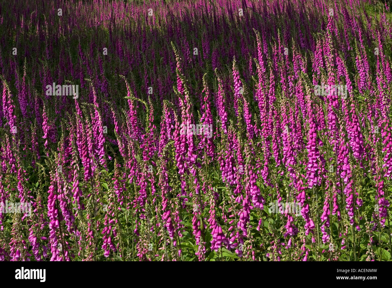 Campo di viola selvatica foxglove fiori in Galles Foto Stock