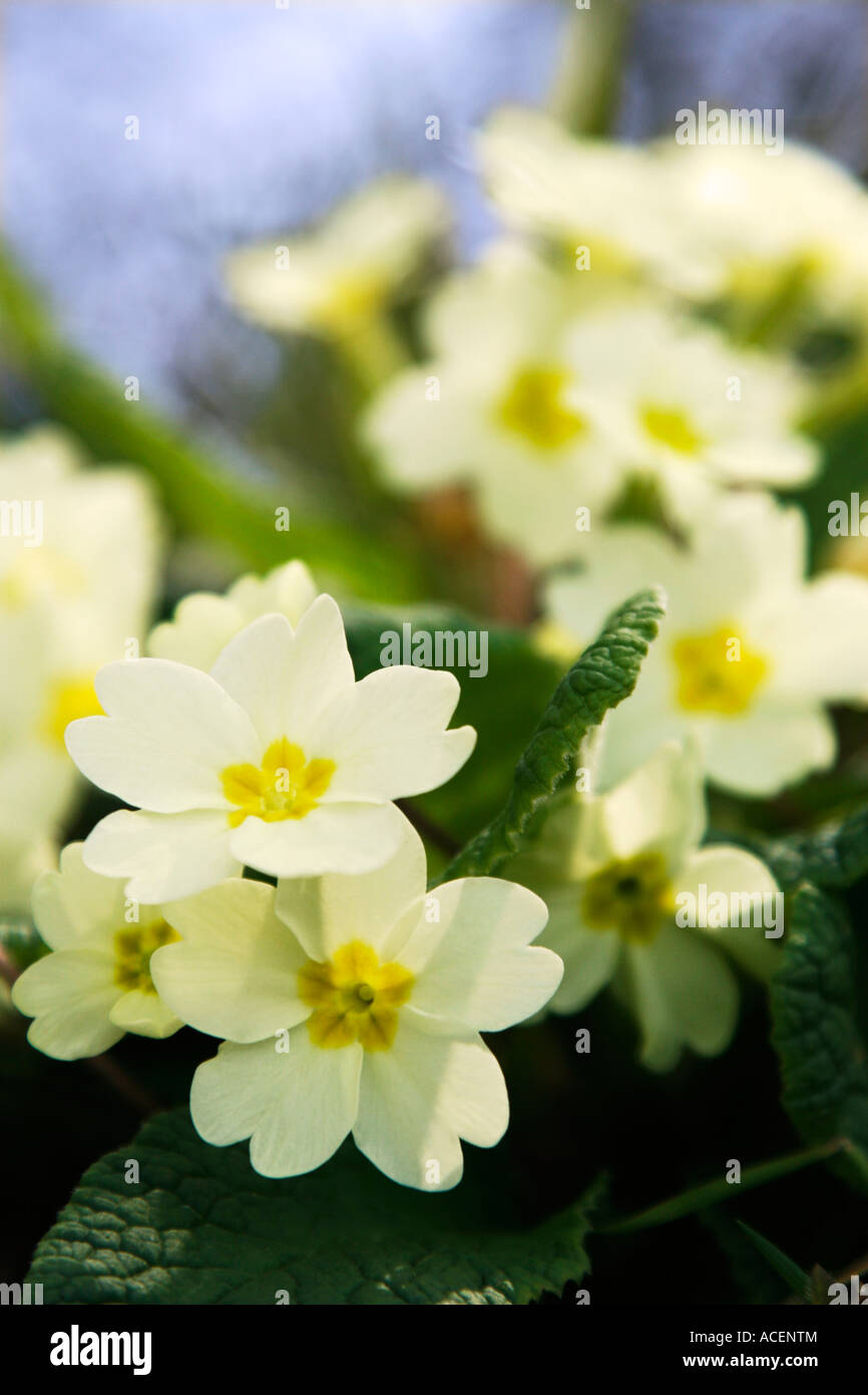 Primule nome latino Primula vulgaris vicino Broomfield Somerset Foto Stock