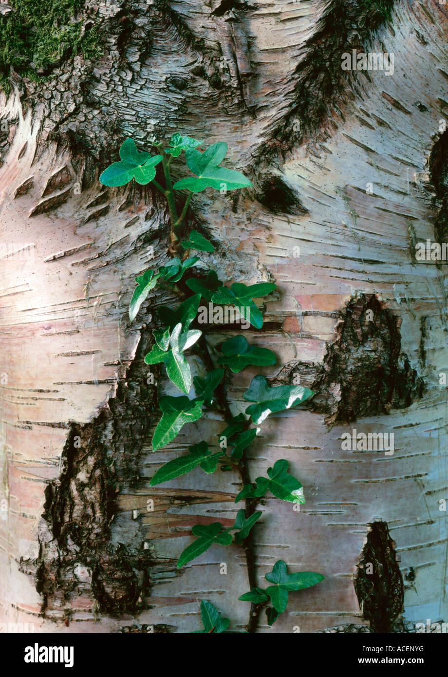 La Betulla Betula specie ed edera Hedera helix sono nativi colonizzatori britannici in boschi Foto Stock