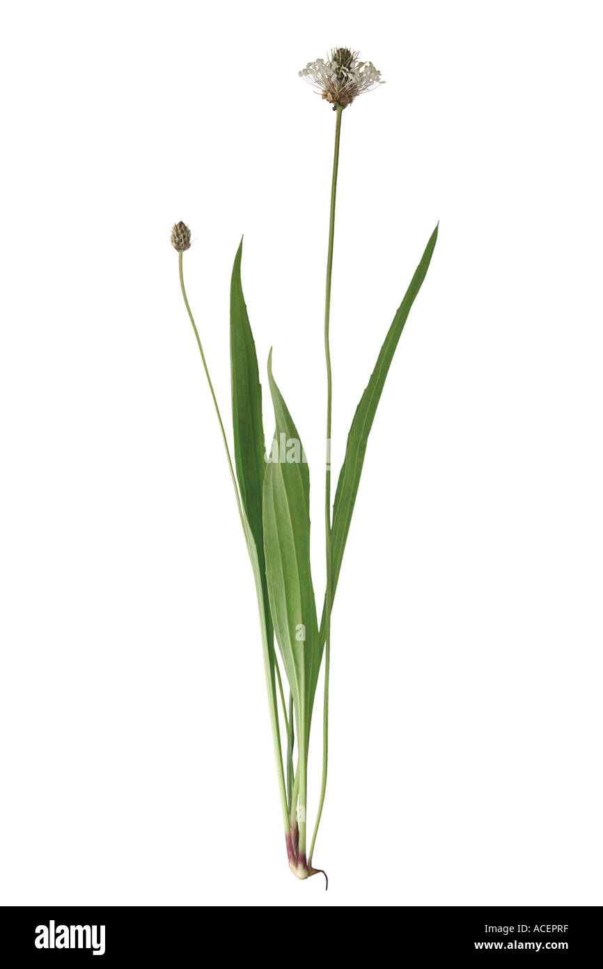 Lanceleaf piantaggine - Planzago lanceolata Foto Stock