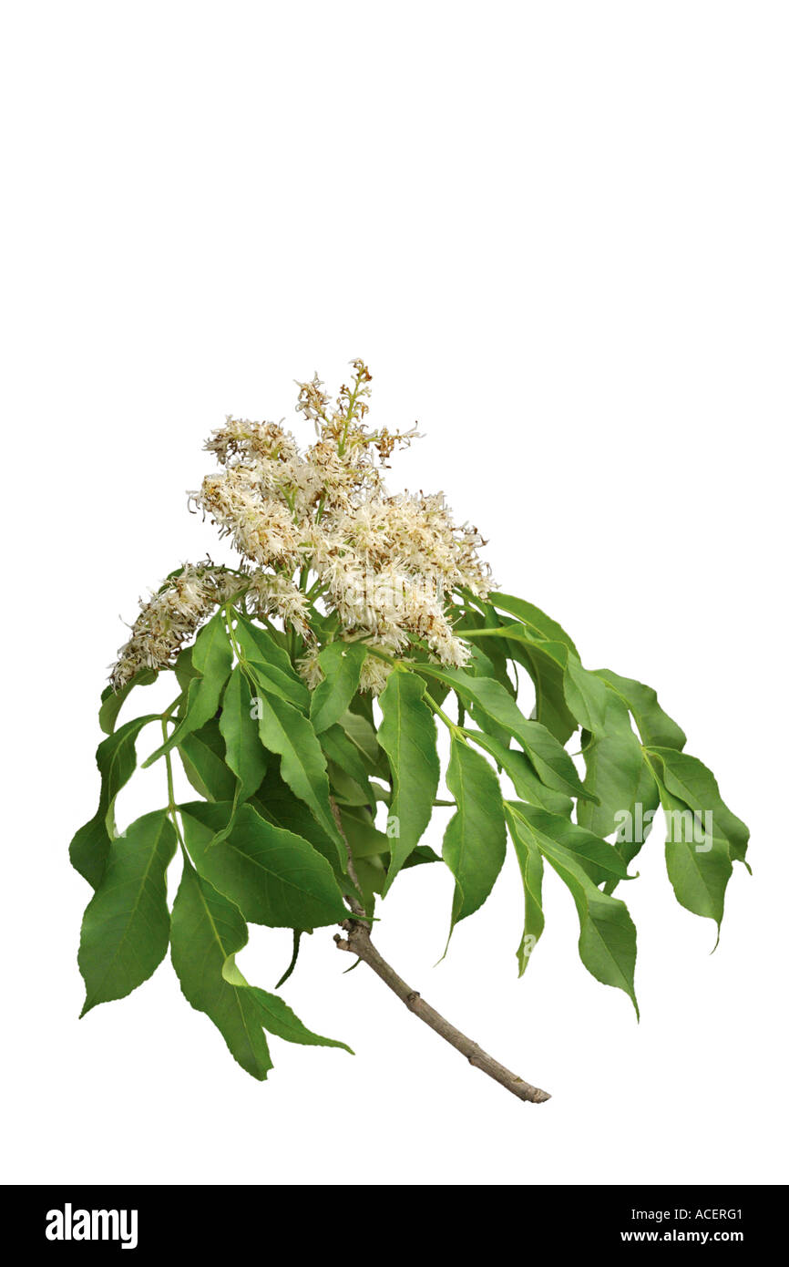 Cenere nera - Fraxinus ornus Foto Stock
