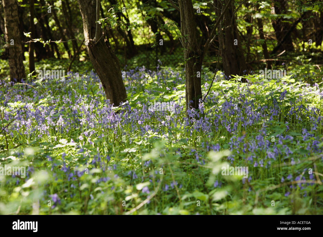 Bluebells in un legno bluebell woodland, REGNO UNITO Foto Stock