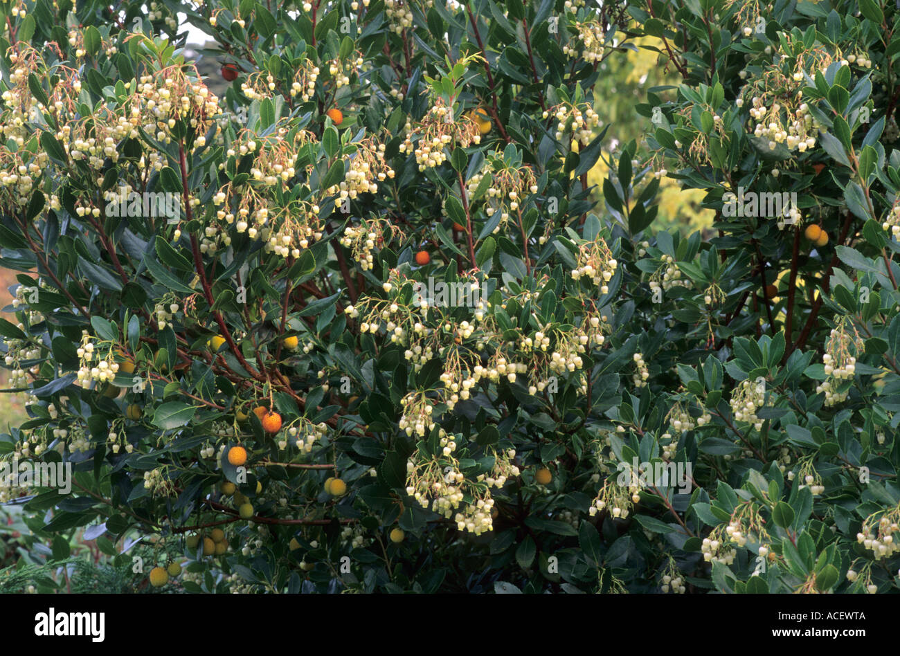 Arbutus unedo, frutta e fiori Foto Stock