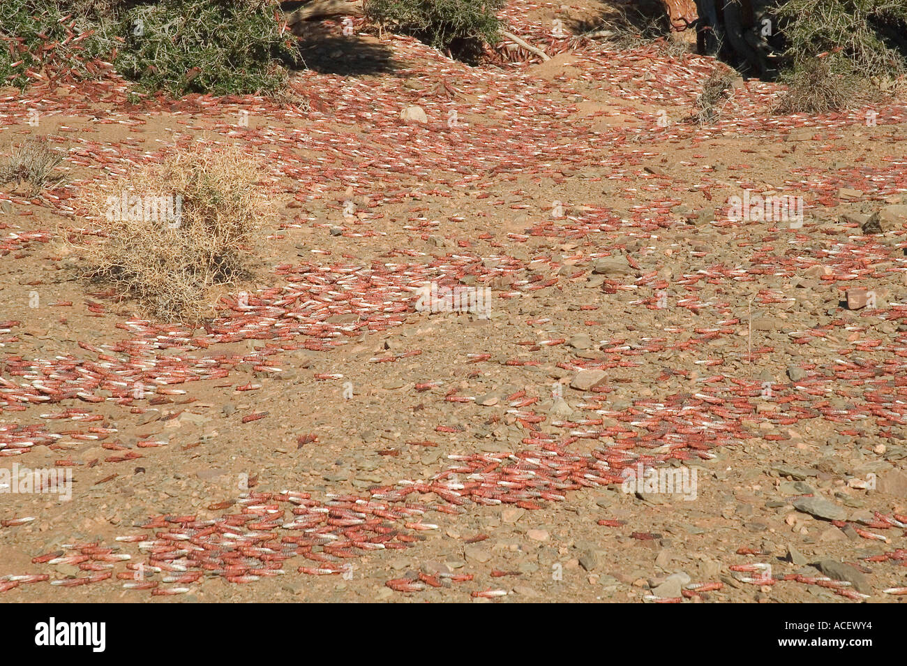 Peste del deserto locuste (Schistocerca gregariaon) sul suolo in fase di riscaldamento nella luce del mattino Foto Stock