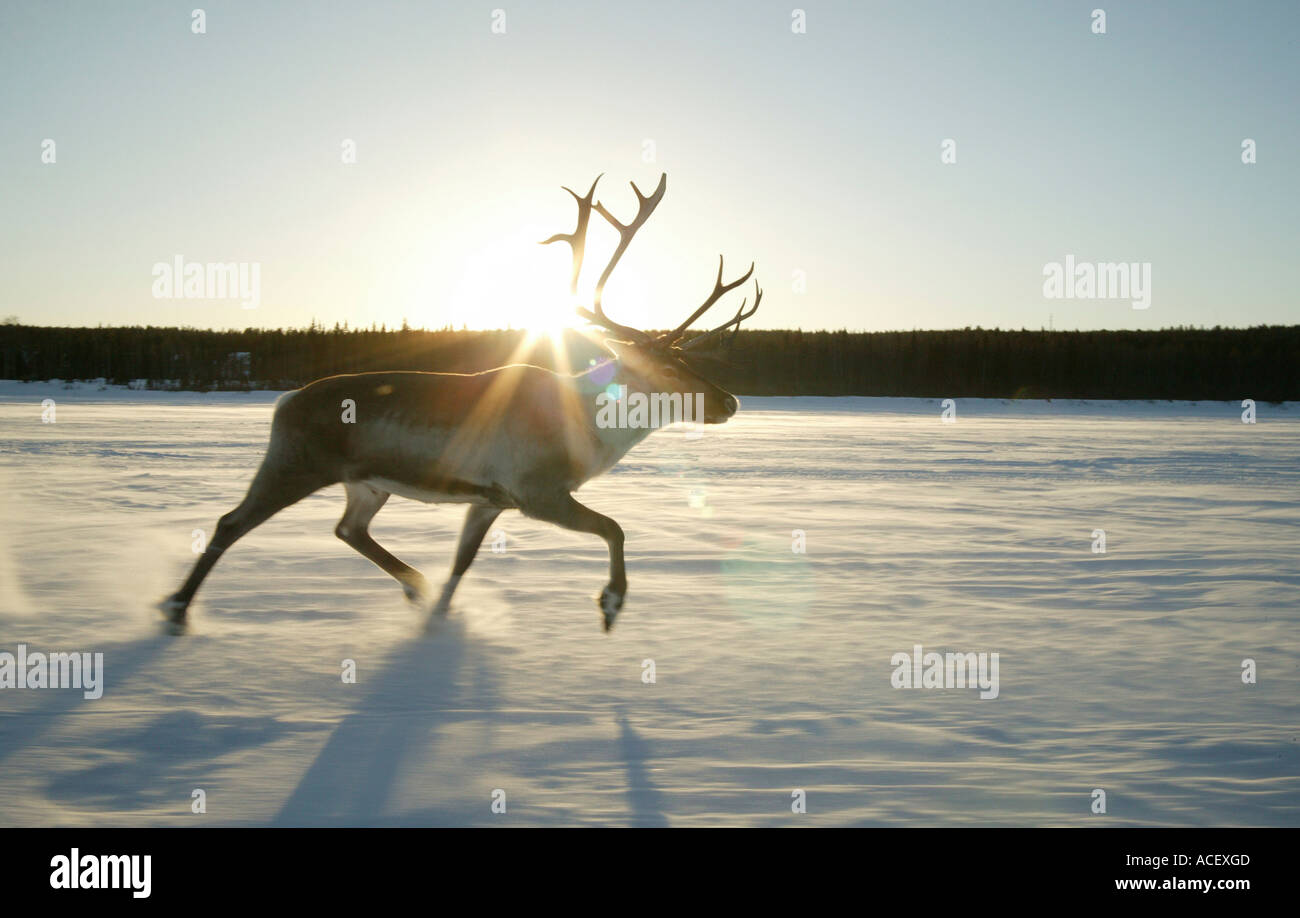 Renne (Rangifer tarandus) in esecuzione sul fiume congelato in Finlandia Foto Stock
