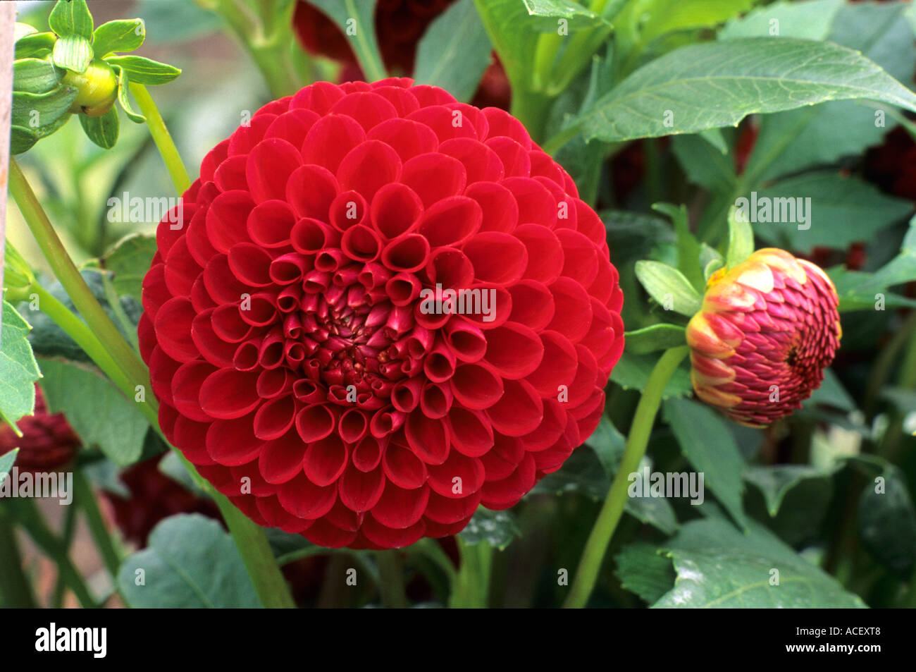 Dahlia 'Suffolk Punch', medium decorative, 5c, pon pon rosso fiore fiori dalie Foto Stock