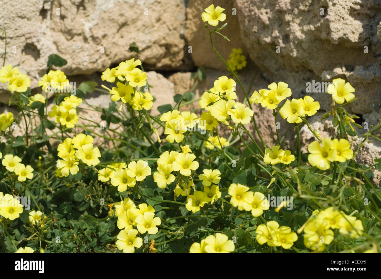 Fiori a Kyrenia castello, Girne, Kerynia, Cipro del Nord, Mediterraneo, Europa Foto Stock