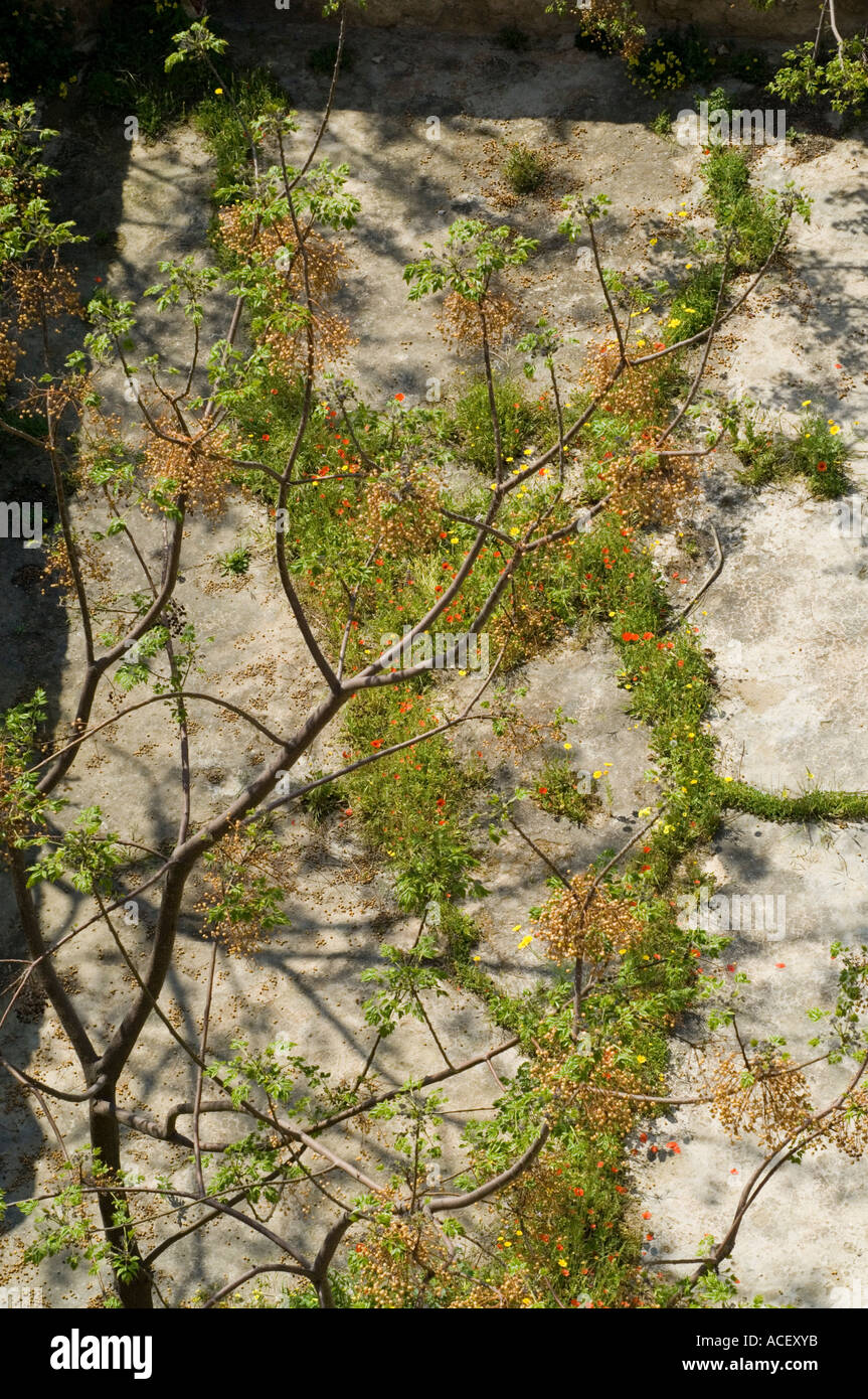 Impianti a Kyrenia castello Girne, Kerynia, Cipro del Nord, Mediterraneo, Europa Foto Stock