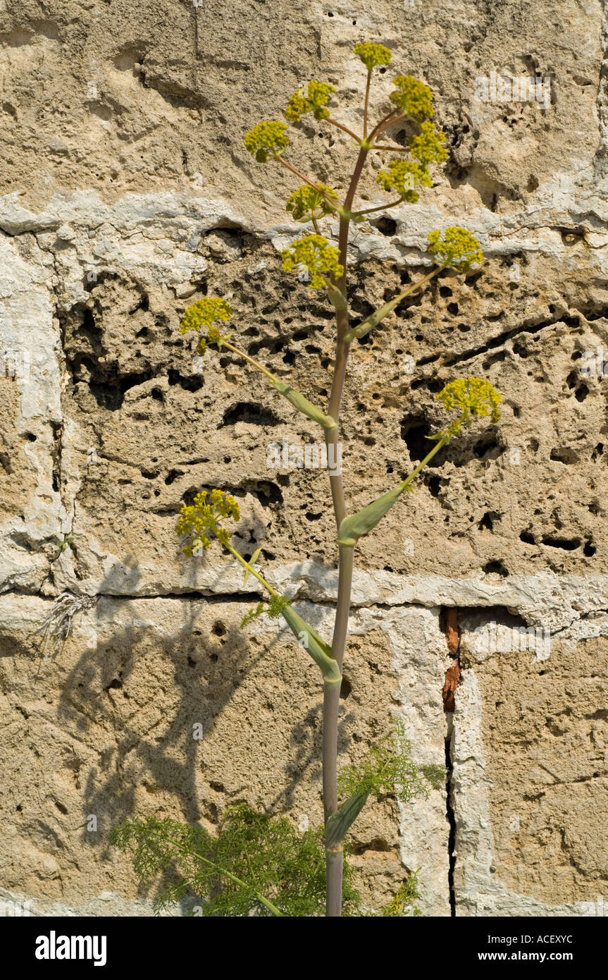 Finocchio gigante, la ferula communis, fioritura al castello di Kyrenia Girne, Kerynia, Cipro del Nord, Mediterraneo, Europa Foto Stock