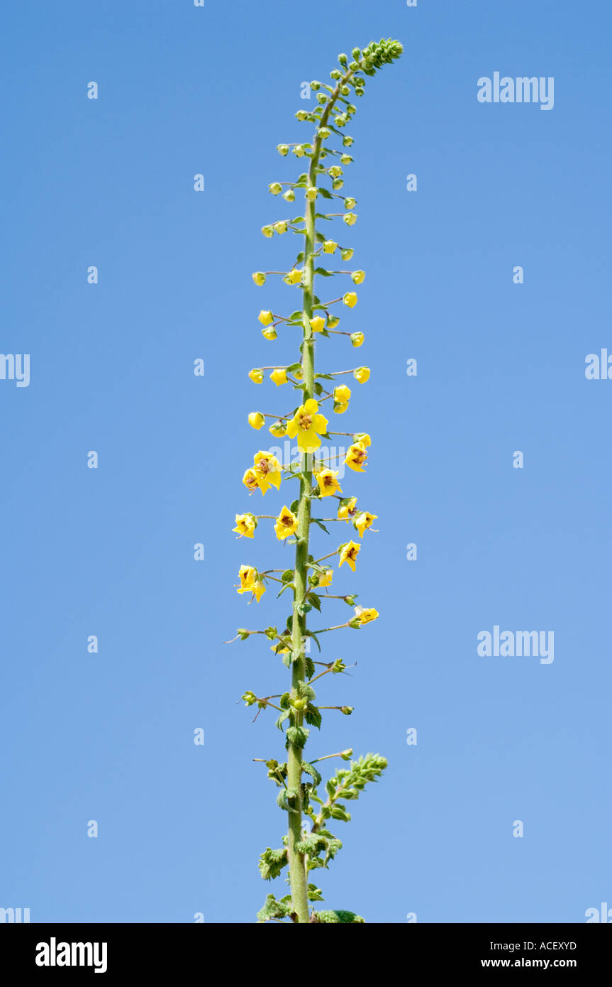 Mullein, Molène arcturus, Kyrenia castello, Girne, Kerynia, Cipro del Nord, Mediterraneo, Europa Foto Stock