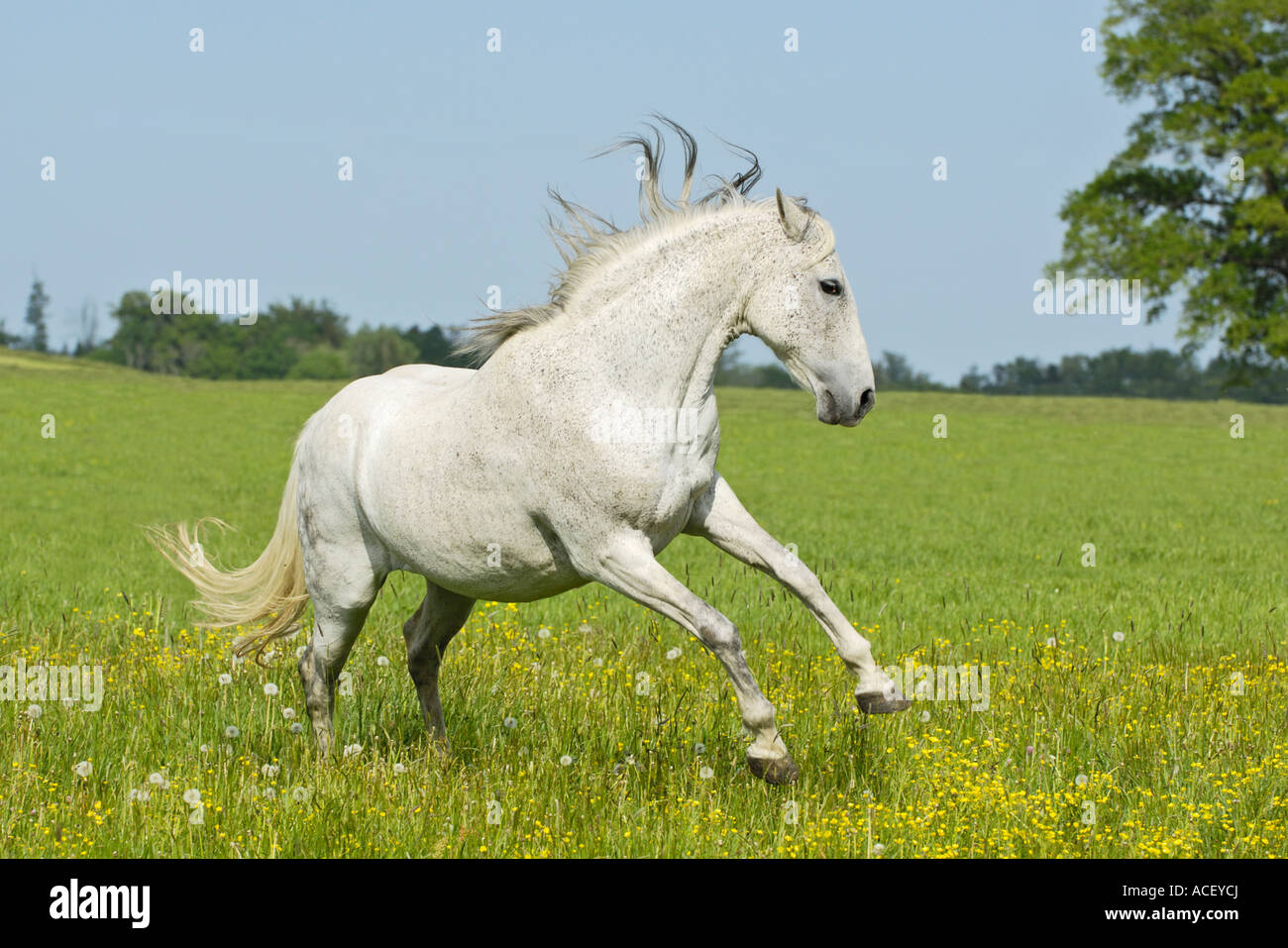 Cavallo andaluso Foto Stock