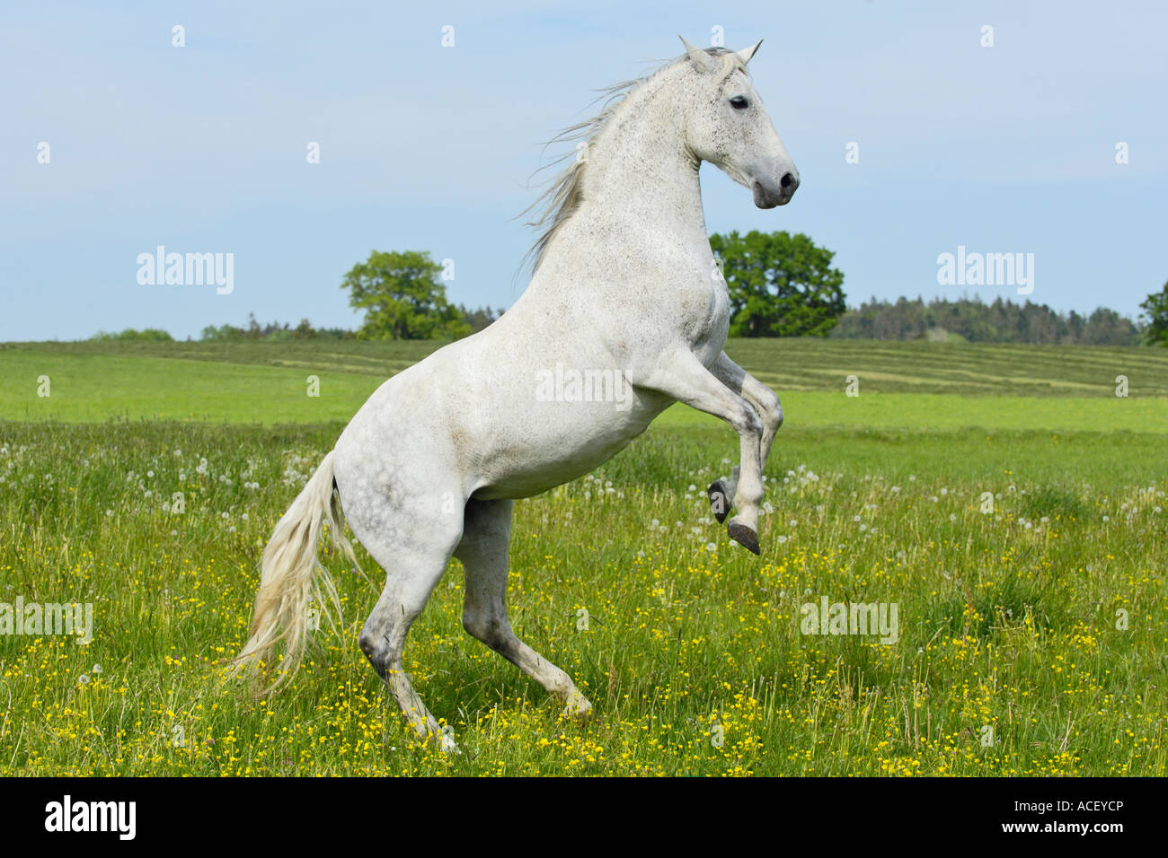 Allevamento di cavalli andalusi Foto Stock