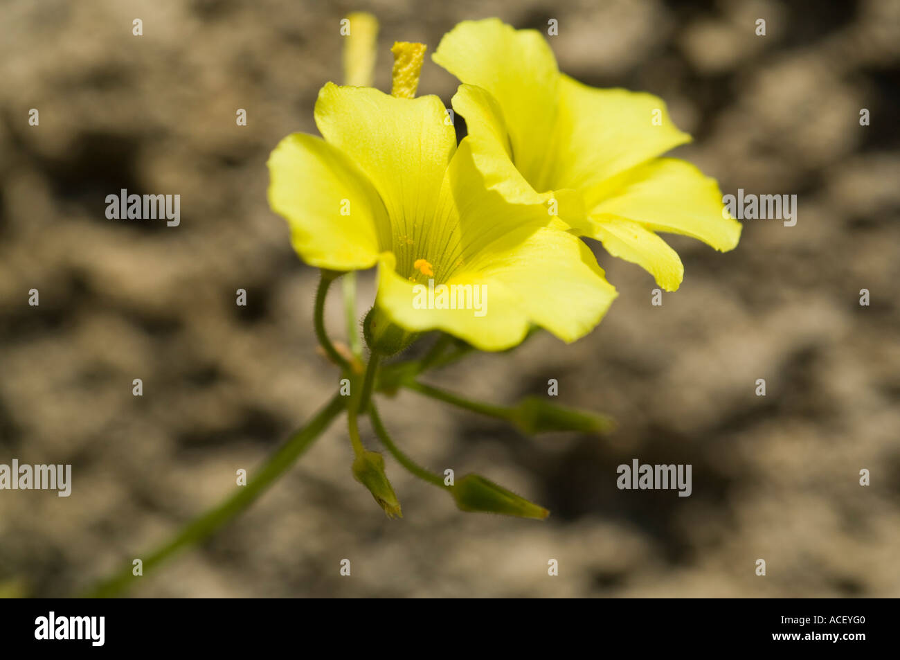 Fiori a Kyrenia castello, Girne, Kerynia, Cipro del Nord, Mediterraneo, Europa Foto Stock
