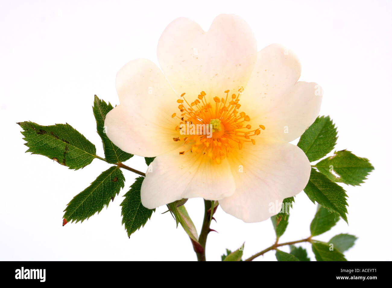 Wild Rose Rosa canina Foto Stock
