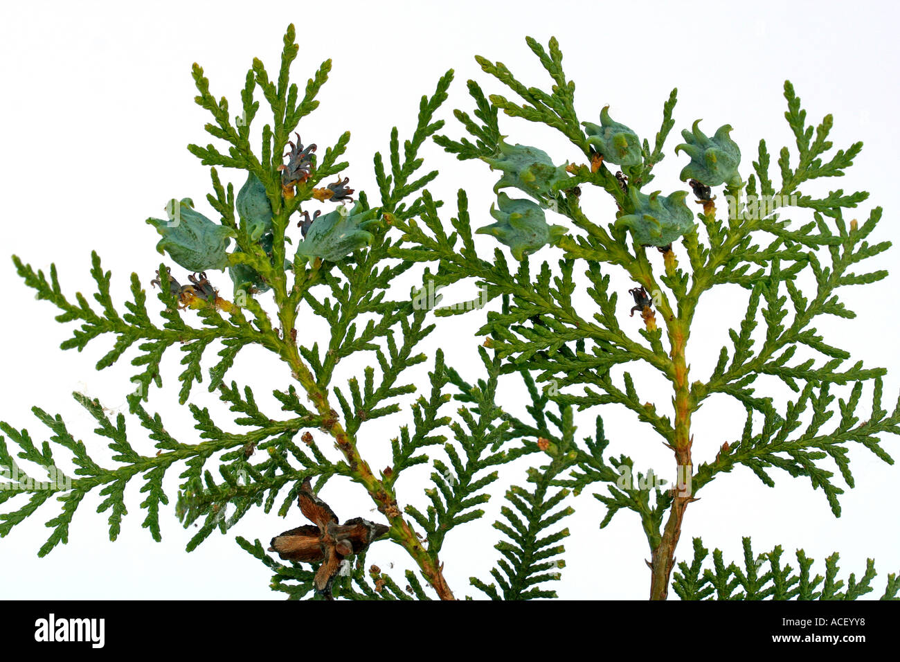 Northern white cedar o arborvitae Thuja occidentalis Foto Stock