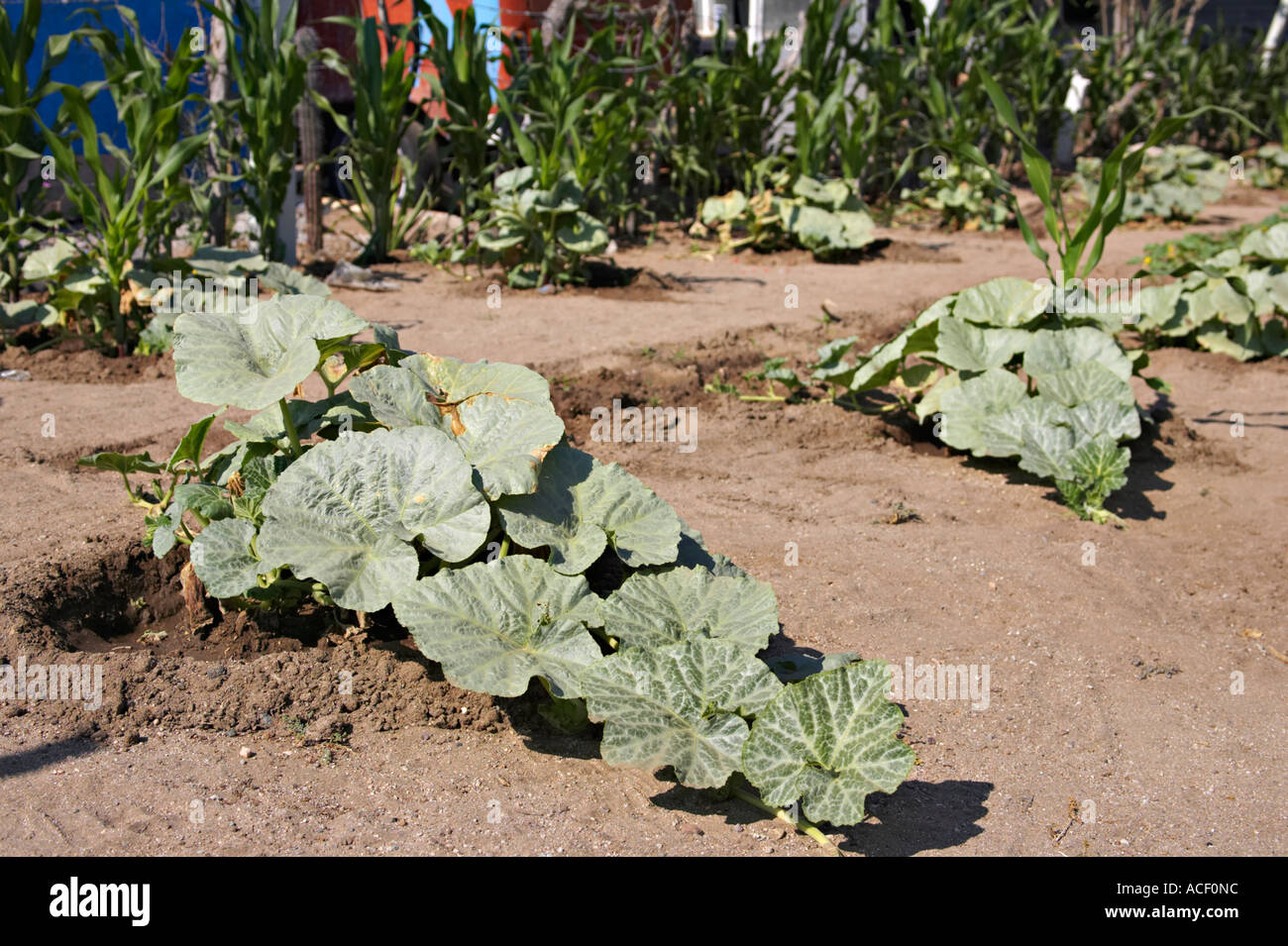 Messico La Paz orto nel deserto squash e melone piante area cava intorno radici per trattenere umidità Foto Stock