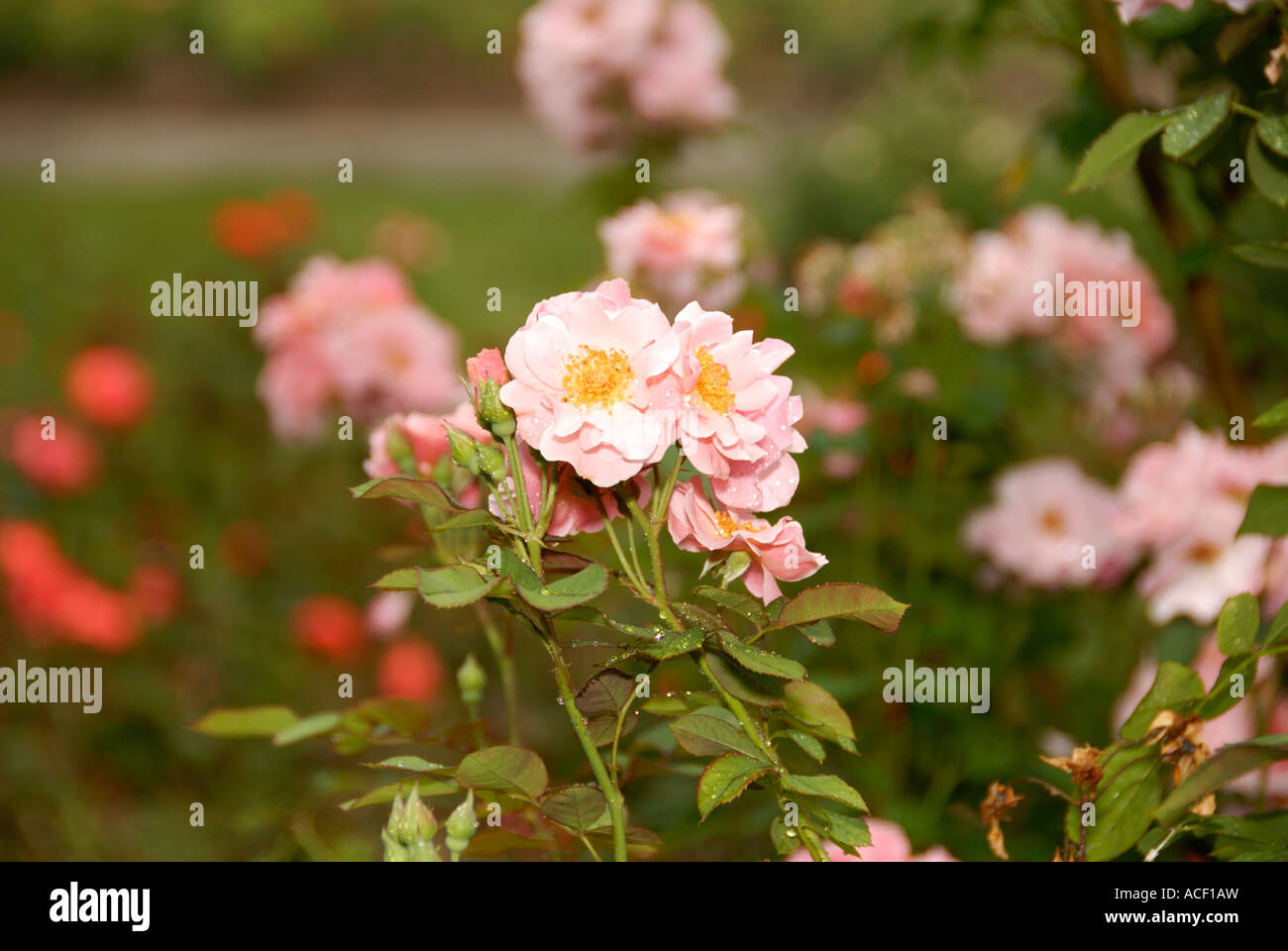 Clair Matin Rose Foto Stock