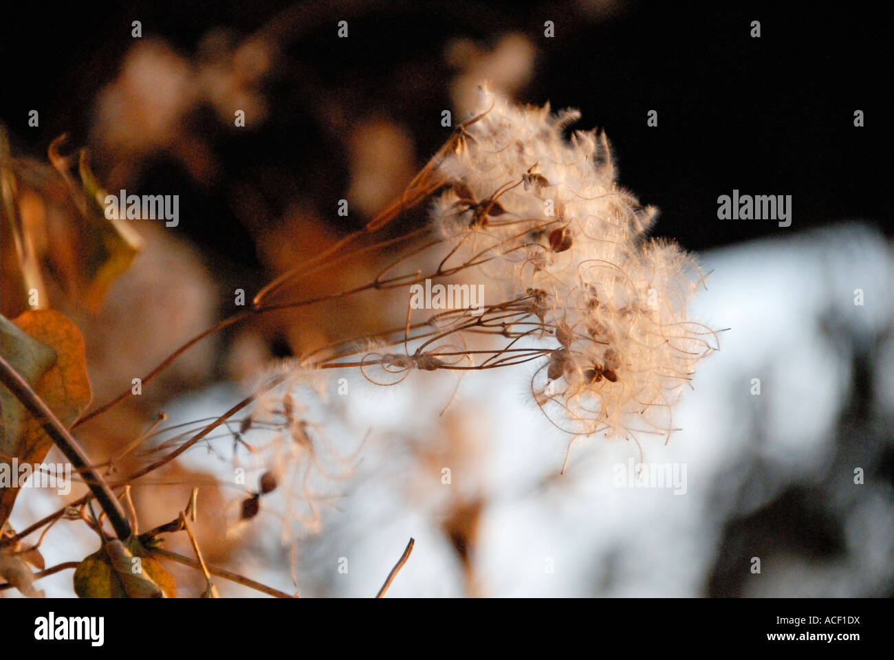 Baccello del seme lanuginoso Foto Stock