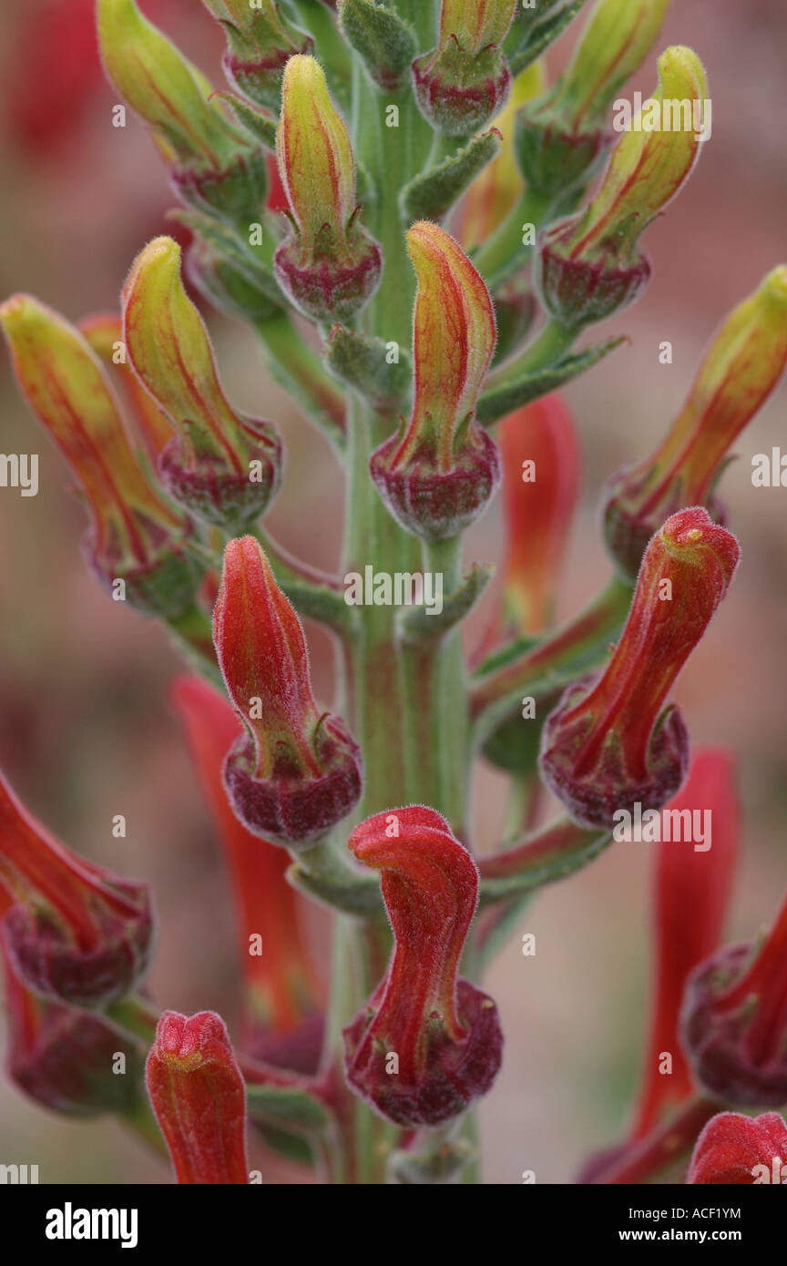 Lobelia tupa Foto Stock