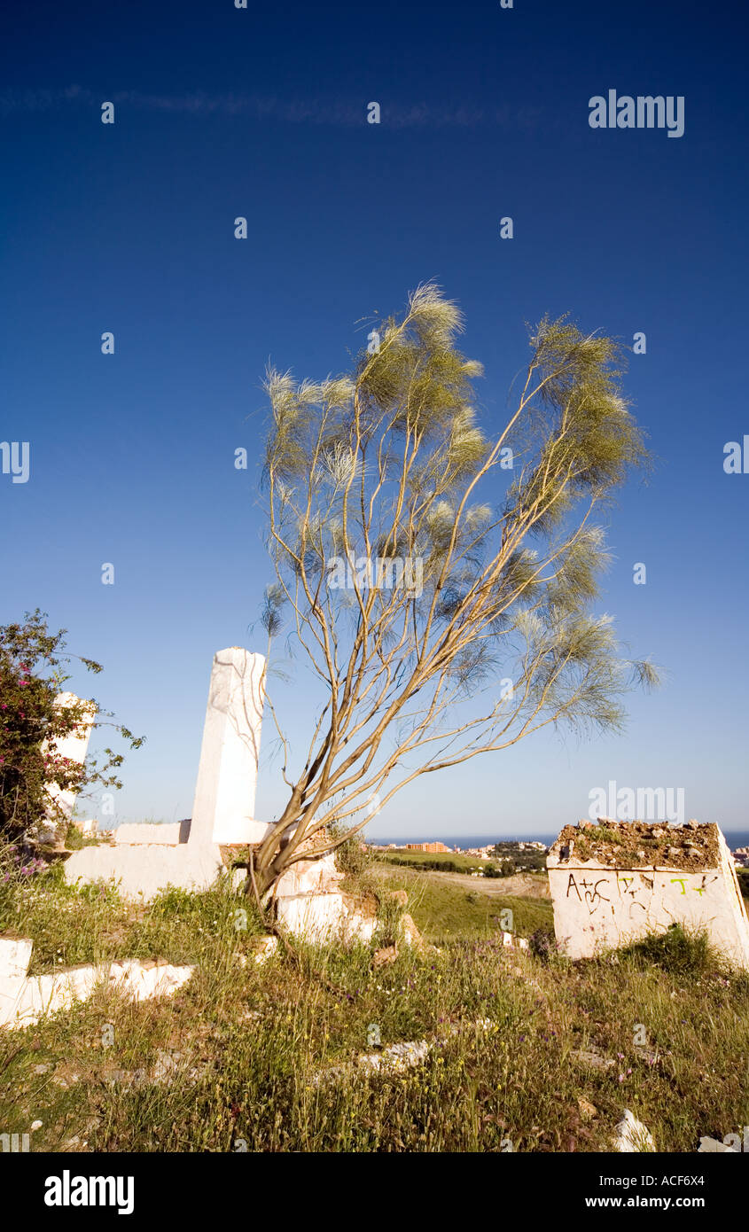 Scopa spagnola (Spartium junceum) vecchio rudere, Mijas, Spagna Foto Stock