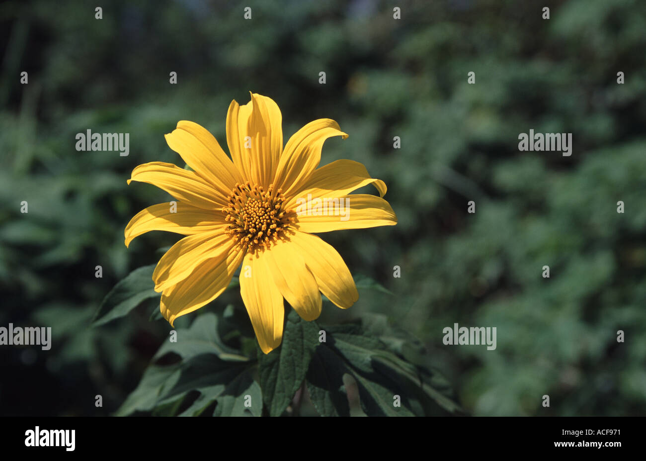 Fiore giallo Foto Stock