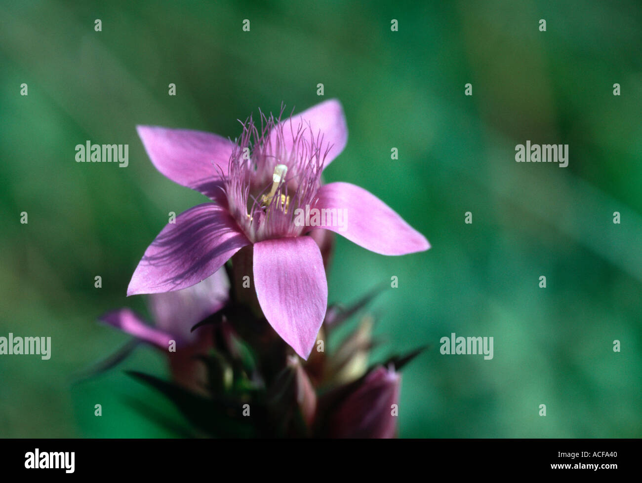 Enzian gentiana germanica nelle Alpi Bavaresi Germania Foto Stock