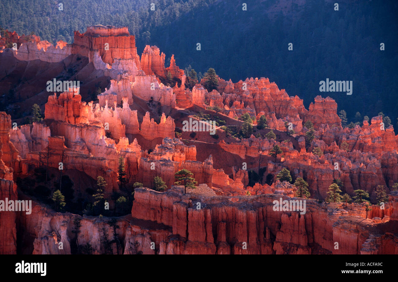 Retroilluminato Hoodoos di arenaria e Douglas abeti di sunrise nel Bryce Canyon anfiteatro USA Utah Foto Stock