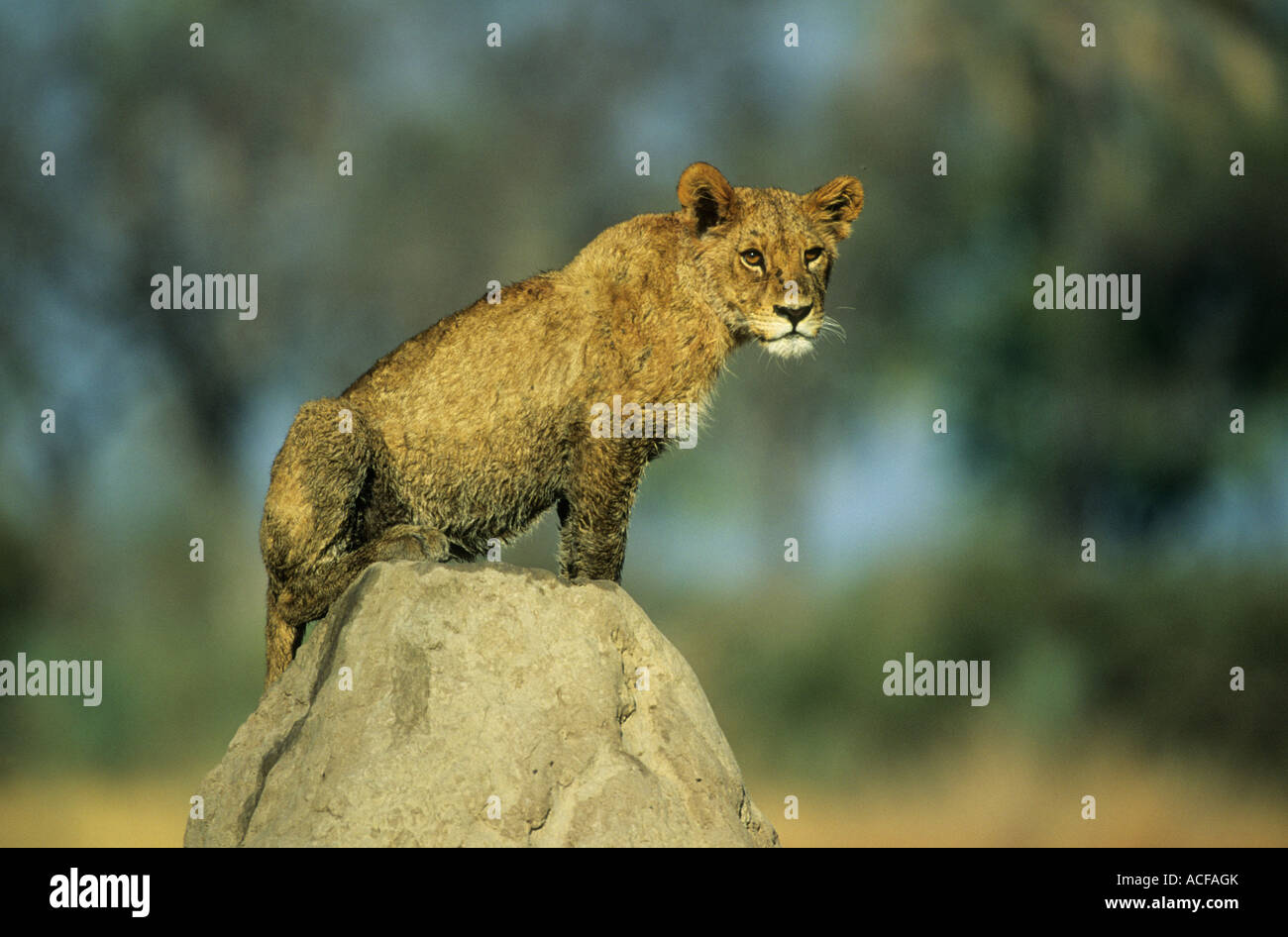 Lion cub sul tumulo termite Chitabe, Okavango Delta; Botswana Foto Stock