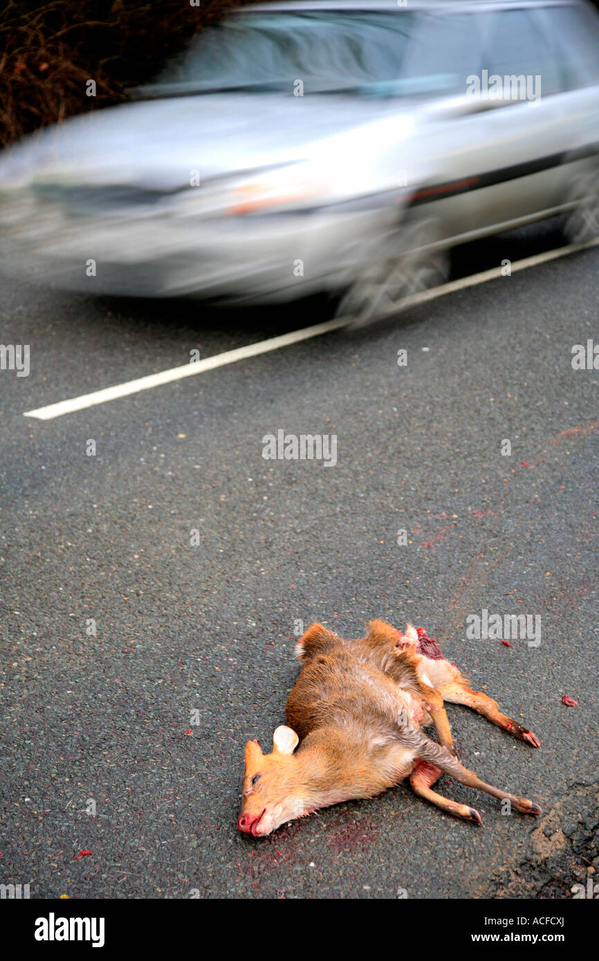 Bianco auto passando un morto Cervo Muntjack su una strada rurale, posizione generica Foto Stock