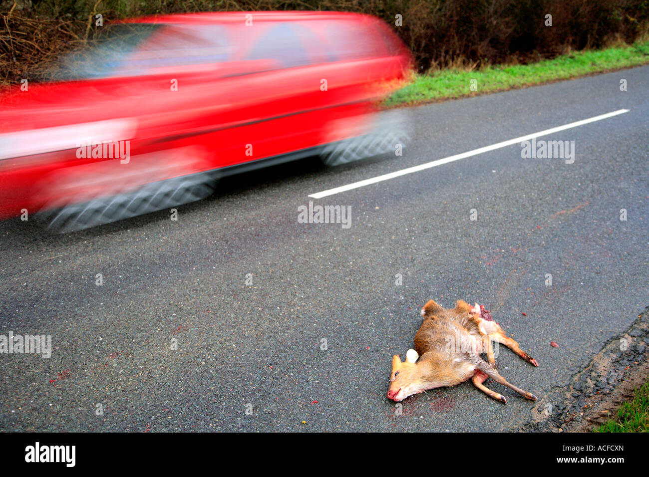 Auto rossa passando un morto Cervo Muntjack su una strada rurale, posizione generica Foto Stock