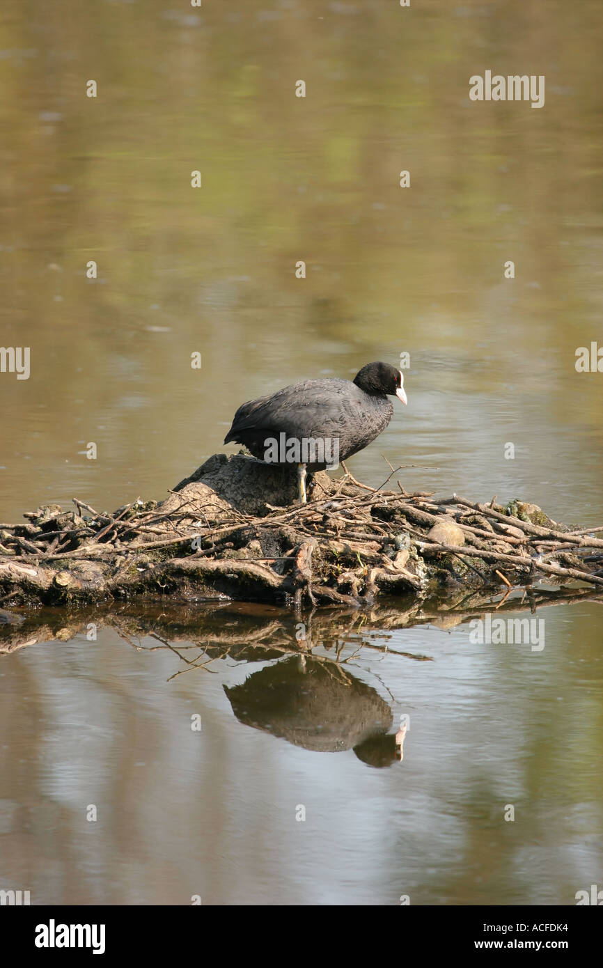 La folaga sull isola fulica atra con la riflessione, fienili bassa riserva naturale della Contea di Durham Foto Stock