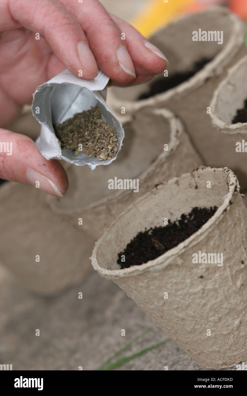 Giardiniere immissione CAROTA Sementi in rispettosa dell'ambiente di cartone riciclato Pots Foto Stock