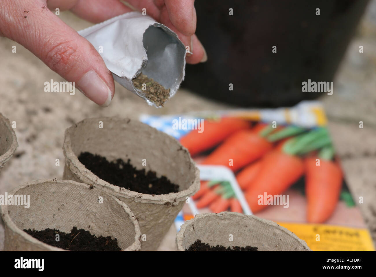 Giardiniere semina Semi di carota in rispettosa dell'ambiente di cartone riciclato Pots Foto Stock