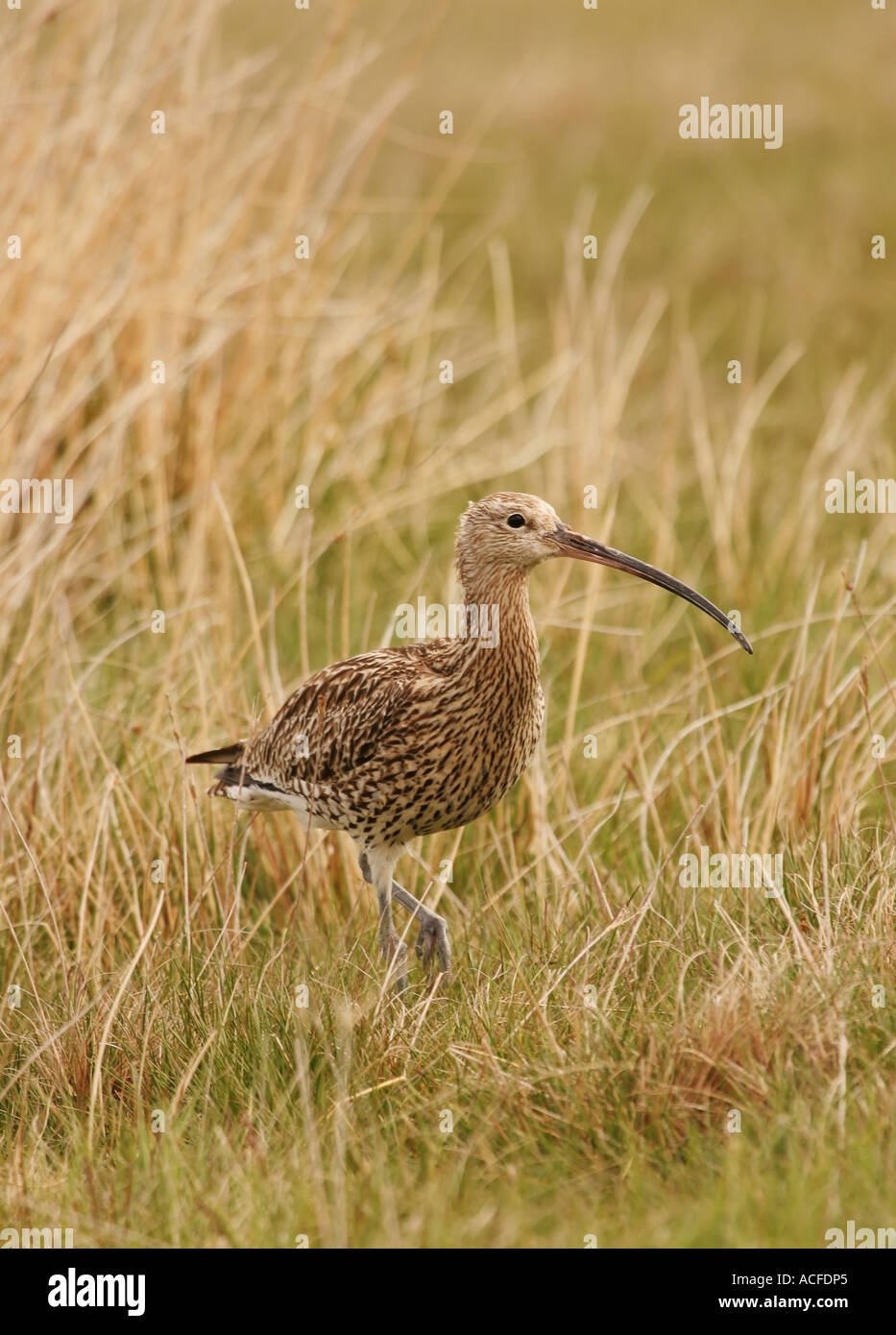 Curlew Numenius arquata in habitat prativi Foto Stock Curlew Numenius arquata in habitat prativi Foto Stock