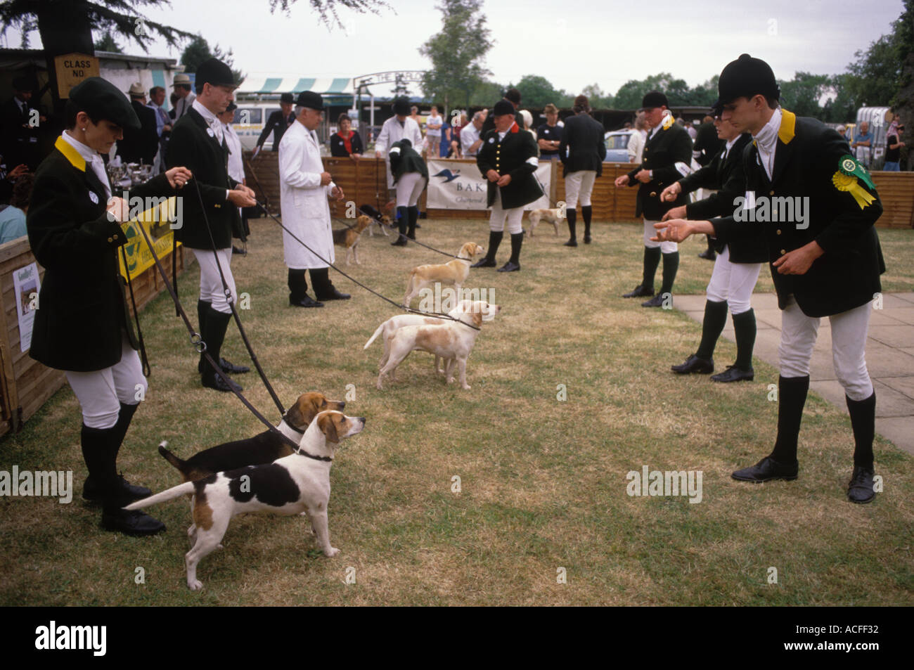 Beagle Puppy Show. Cuccioli con cacciatori giudicati South of England County Show. Ardingly, Haywards Heath 2000s circa 2005 HOMER SYKES Foto Stock