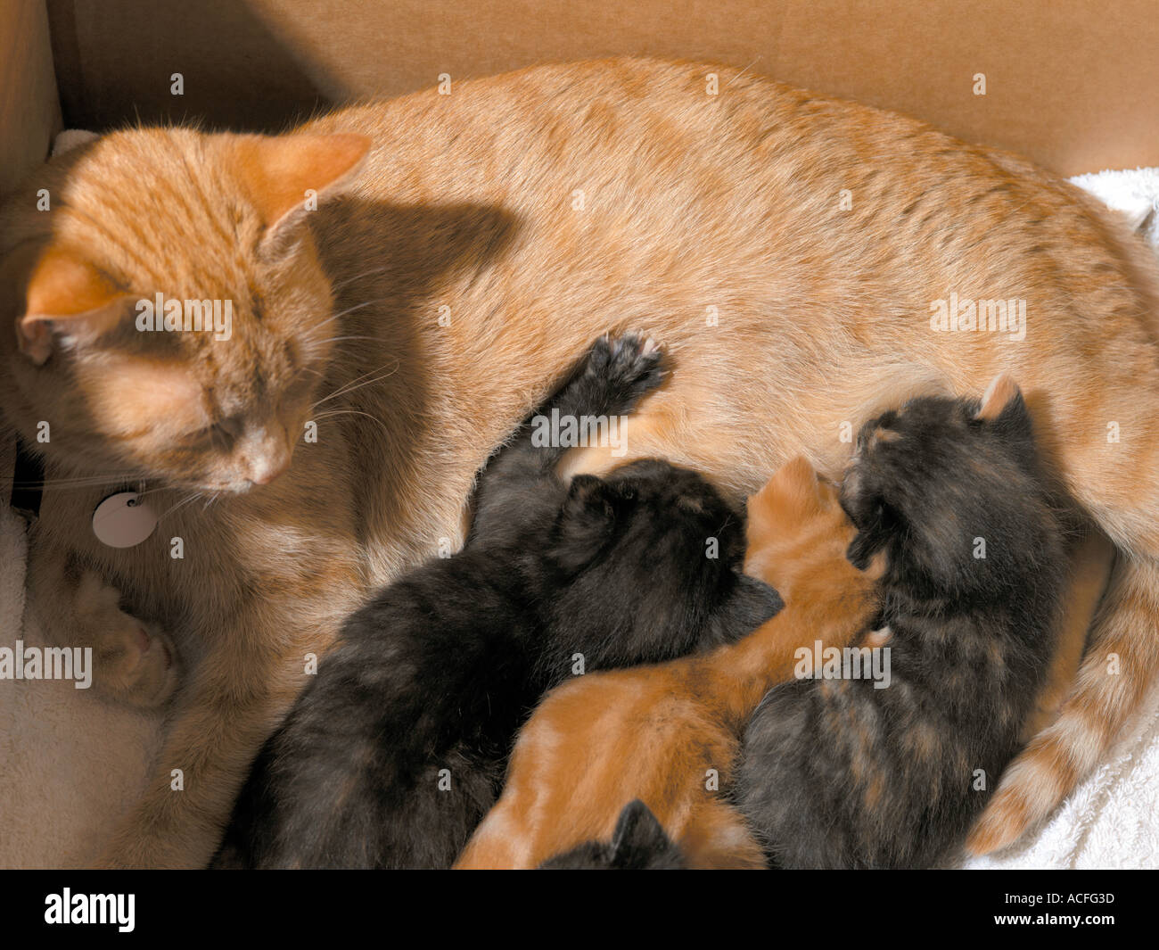Madre Gatto Alimentazione Di Tre Settimane Vecchio Cuccioli In Una