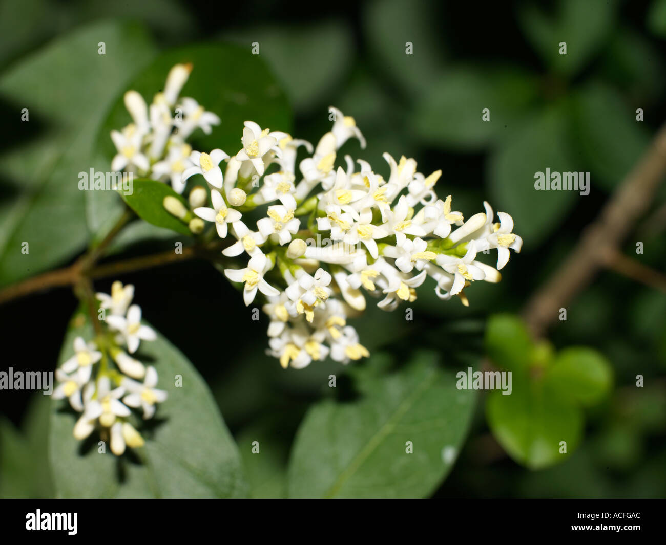 Privet Hedge in fiore Foto Stock