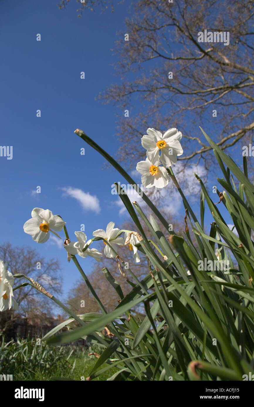 Basso angolo di visione di bianco narcisi narcisi su una chiara mattina di primavera Foto Stock