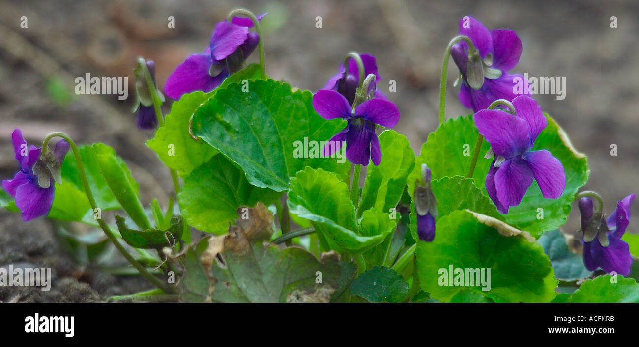 Fiori Viola Viola odorata Foto Stock