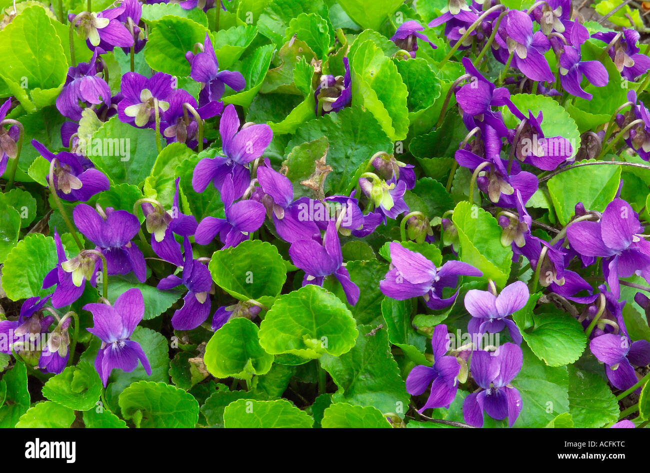 Fiori Viola Viola odorata Foto Stock