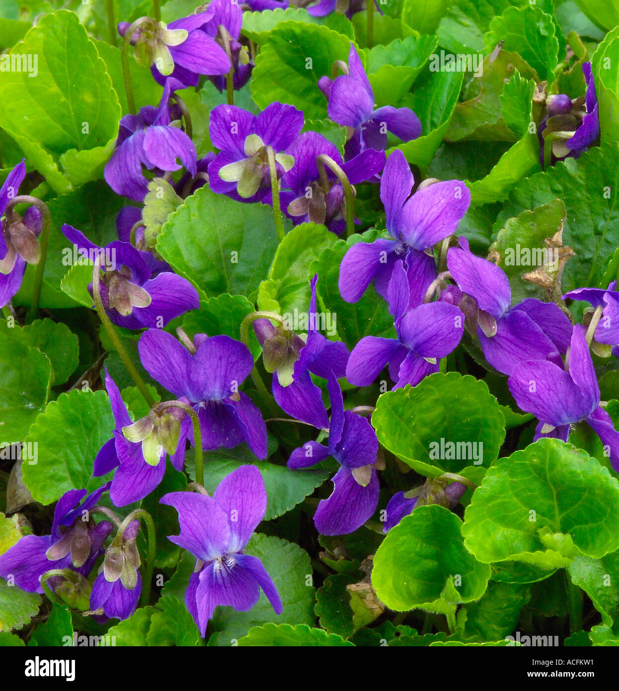 Fiori viola fioritura viola odorata Foto Stock