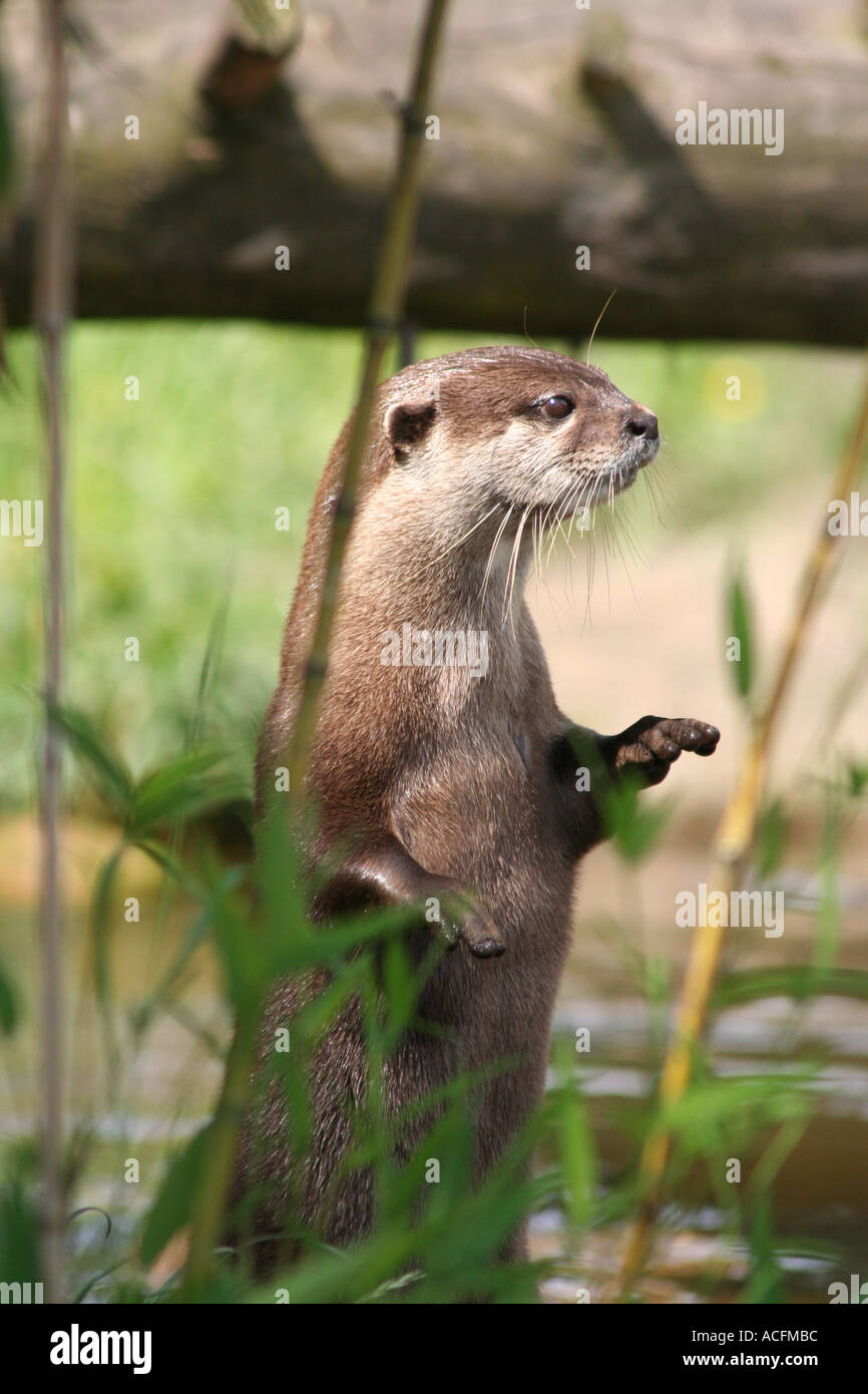 Asian breve artigliato Otter Foto Stock