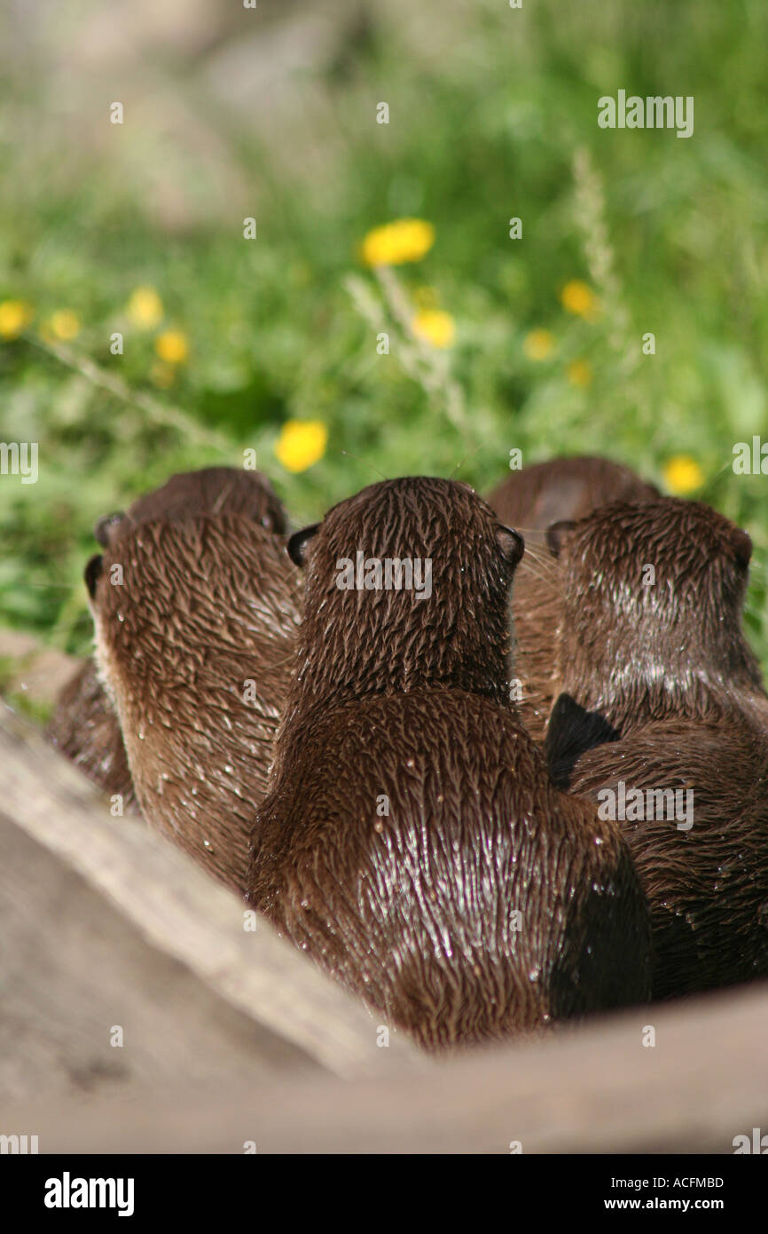 Asian breve artigliato lontre da dietro Foto Stock