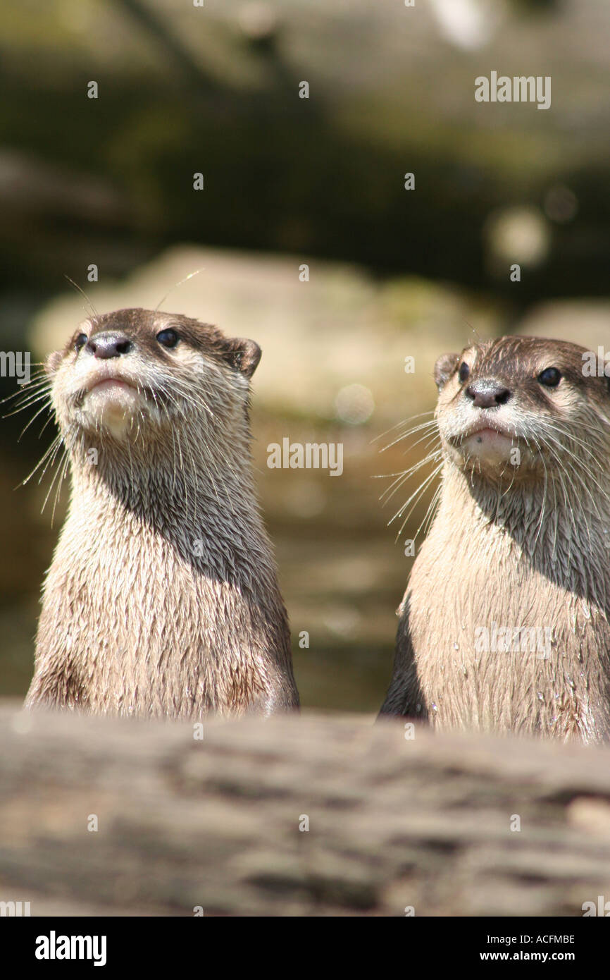 Asian breve artigliato lontre Foto Stock