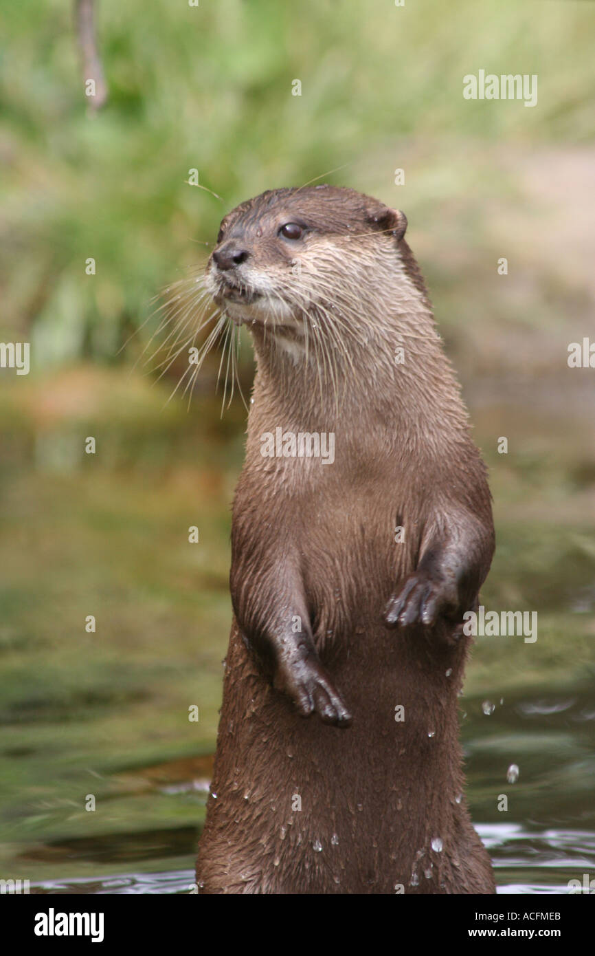 Asian breve artigliato Otter Foto Stock