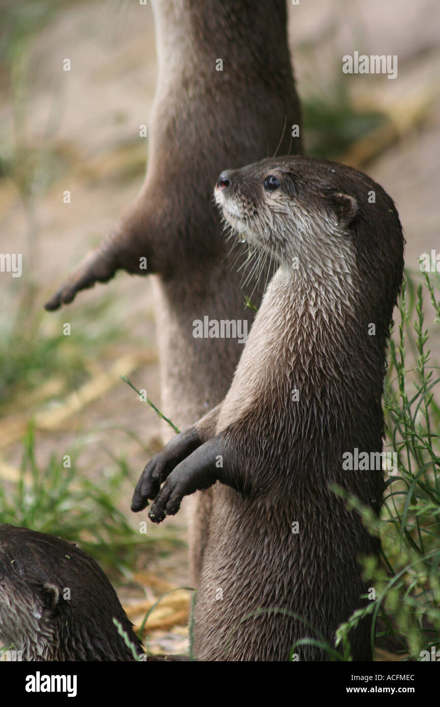 Asian breve artigliato lontre Foto Stock