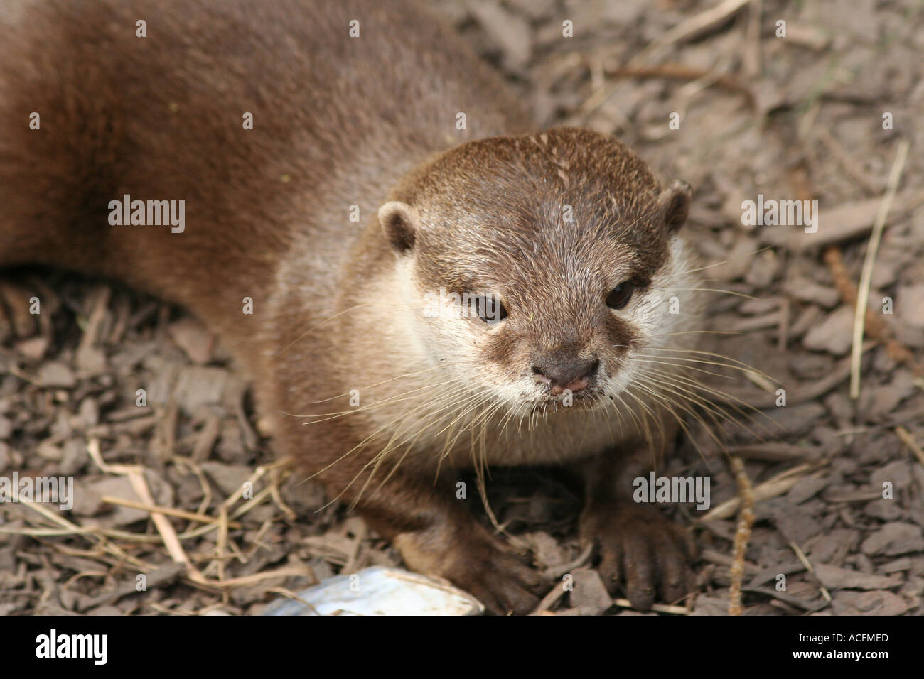 Asian breve artigliato Otter Foto Stock