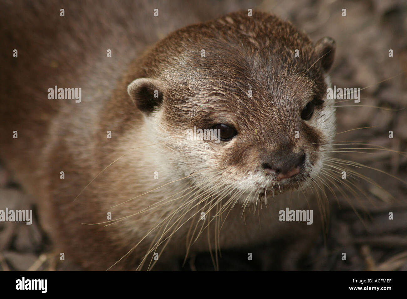 Asian breve artigliato Otter Foto Stock