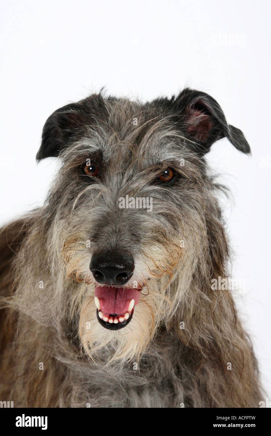 Scottish Deerhound Foto Stock