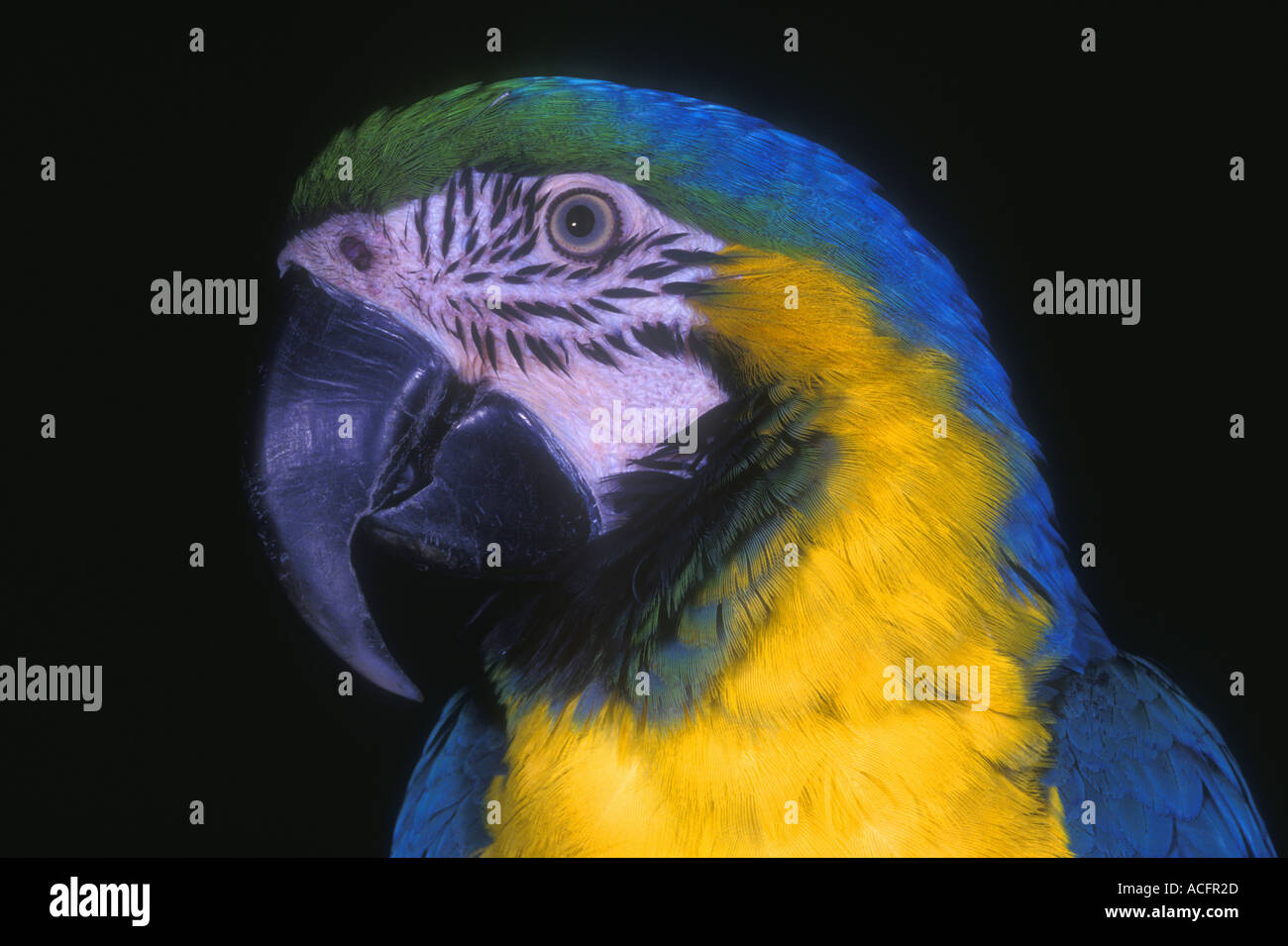 In prossimità della testa di un oro blu macaw Foto Stock